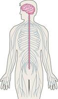 Illustration showing nervous system and vertebral column vector