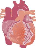 Structure of human heart illustration vector