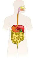 Human digestive system vector