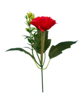 Single rot Rose isoliert Element png