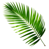 AI generated Tropical Green Palm Leaf Isolated on Transparent Background png