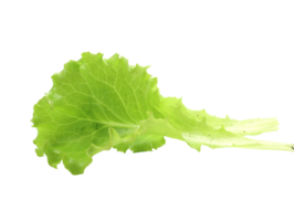 green leaves of lettuce salad type gentilina png