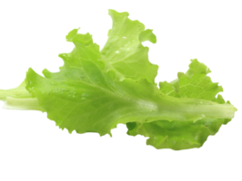 groen bladeren van sla salade type gentilina png