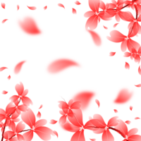 Cherry Blossom Flower Petals Falling Background. Sakura Bloom Frame. Red Flower Border Illustration png