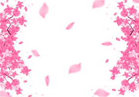 Sakura Bloom Frame Background, Cherry Blossom Frame Border Illustration. png