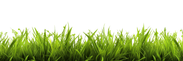AI generated green grass on a transparent background png