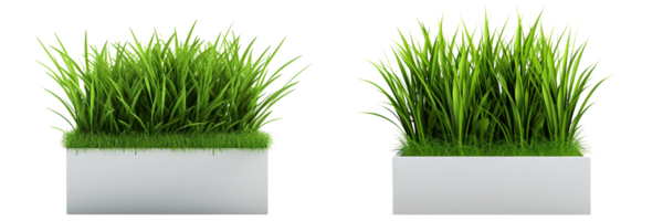 AI generated green grass in square planter png