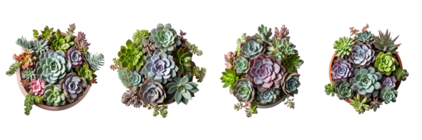 AI generated four different types of succulents in a circle png