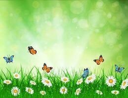 daisy vector background summer design