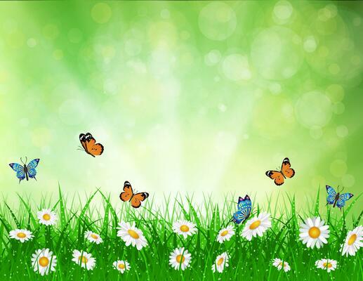 daisy vector background summer design