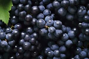 ai generado plano laico antecedentes de vides, un montón de orgánico azul oscuro uvas. ai generado foto