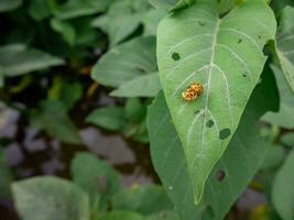 an insect carrying its mate on a damaged leaf photo