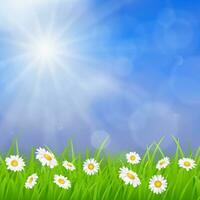 daisy vector background summer design