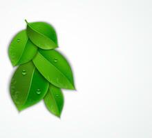 green leaves on a white background vector