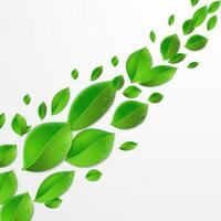 green leaves on a white background vector