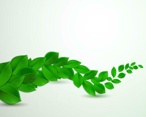 green leaves on a white background