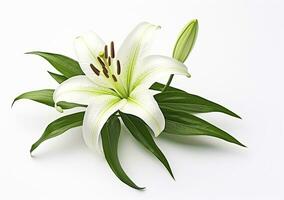 AI generated Beautiful fresh lily flower with green leaves, isolated on white background. AI Generated photo