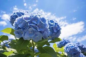 AI generated Blue French hydrangea under blue sky. AI Generated photo