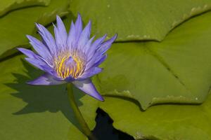 purple lotus in a pond photo