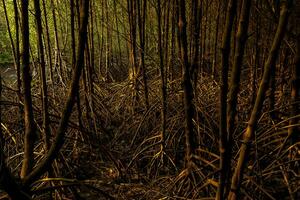 Mangrove forest in the rainy season photo