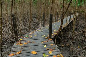 wooden boardwalk in the middle of a mangrove forest photo