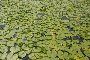 large pond with many water lilies photo