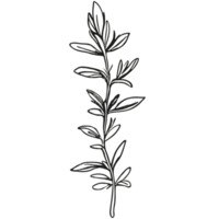 Floral branch and minimalist leaves. png