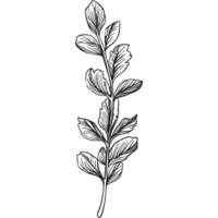 Floral branch and minimalist leaves. png