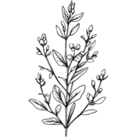 Floral branch and minimalist leaves. png