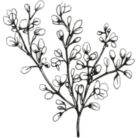 Floral branch and minimalist leaves. png