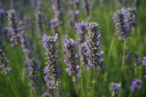 púrpura lavanda cerca el casa en el jardín foto