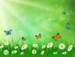 daisy vector background summer design