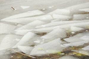 Many broken ice shards on a lake surface with yellow old reed leaves and some snow photo