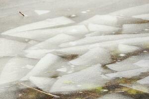 Many broken ice shards on a lake surface with yellow old reed leaves and some snow photo