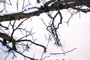 Fallen tree on a white snow in winter season, tree trunk with leafless branches and moss on snowy day lying on a white ground photo