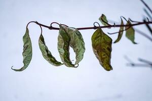 Green withering leaves on branch against a white snow in winter season, plant on snowy day with frozen leaves photo