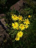 Yellow field daisy like flowers Senecio inaequidens in spotlight of evening siun leaving the rest of the background in the dark photo