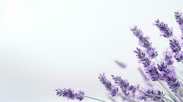 AI generated a bunch of lavender flowers on a white background. photo