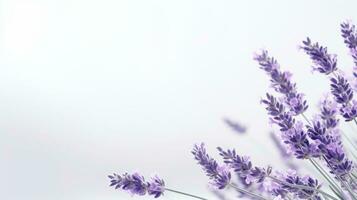 ai generado un manojo de lavanda flores en un blanco antecedentes. foto