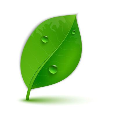 glossy green leaves