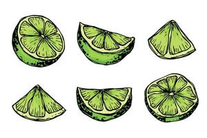 Vector lime clipart. Hand drawn citrus set. Fruit illustration. For print, web, design, decor