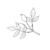 Hand-drawn rosehip vector illustration, in doodle style. Isolated on a white background.
