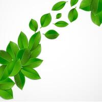 green leaves on a white background vector