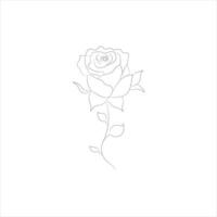 Rose one continuous line drawing. Floral flower natural design. Graphic, sketch drawing. rose vector