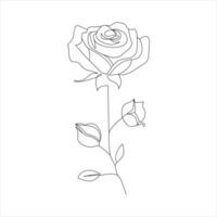 Rose one continuous line drawing. Floral flower natural design. Graphic, sketch drawing. rose vector