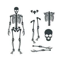 Human skeleton silhouette and skeleton part set illustration vector