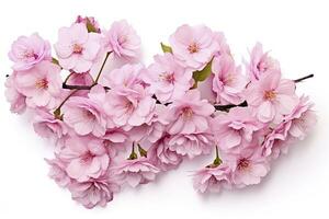 AI generated Sakura flowers isolated on white background. AI Generated photo