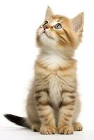 AI generated Playful funny kitten looking up isolated on a white background. AI Generated photo