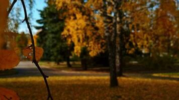 lento movimento metraggio di il colorato autunno alberi. stagione video