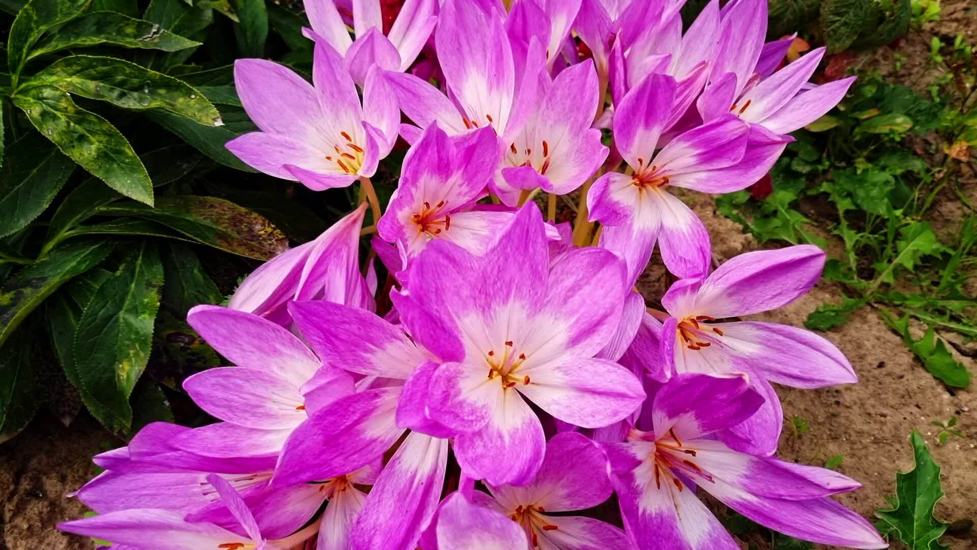 Close up, slow motion footage of the autumn crocus, poisonous flower